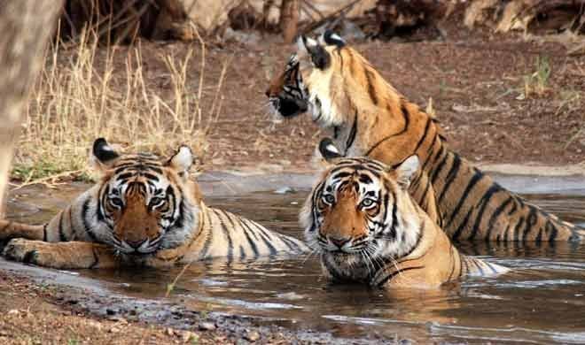 जहा पाएं जाते है सबसे ज्यादा शेर